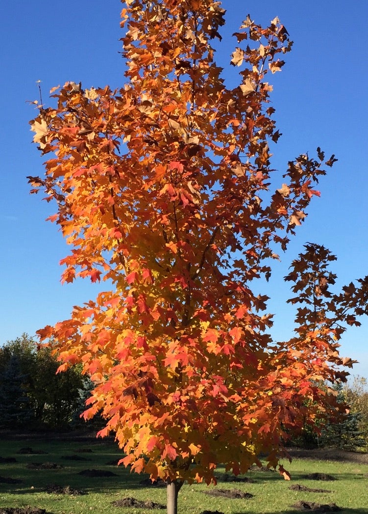 Maple: Inferno | Bergeson Nursery