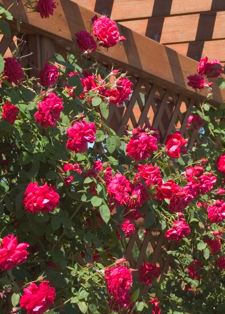 Rose: Ramblin Red | Bergeson Nursery