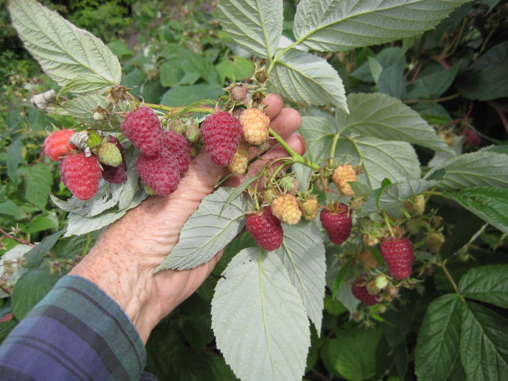 Chinook Raspberry Raspberry: Caroline | Bergeson Nursery