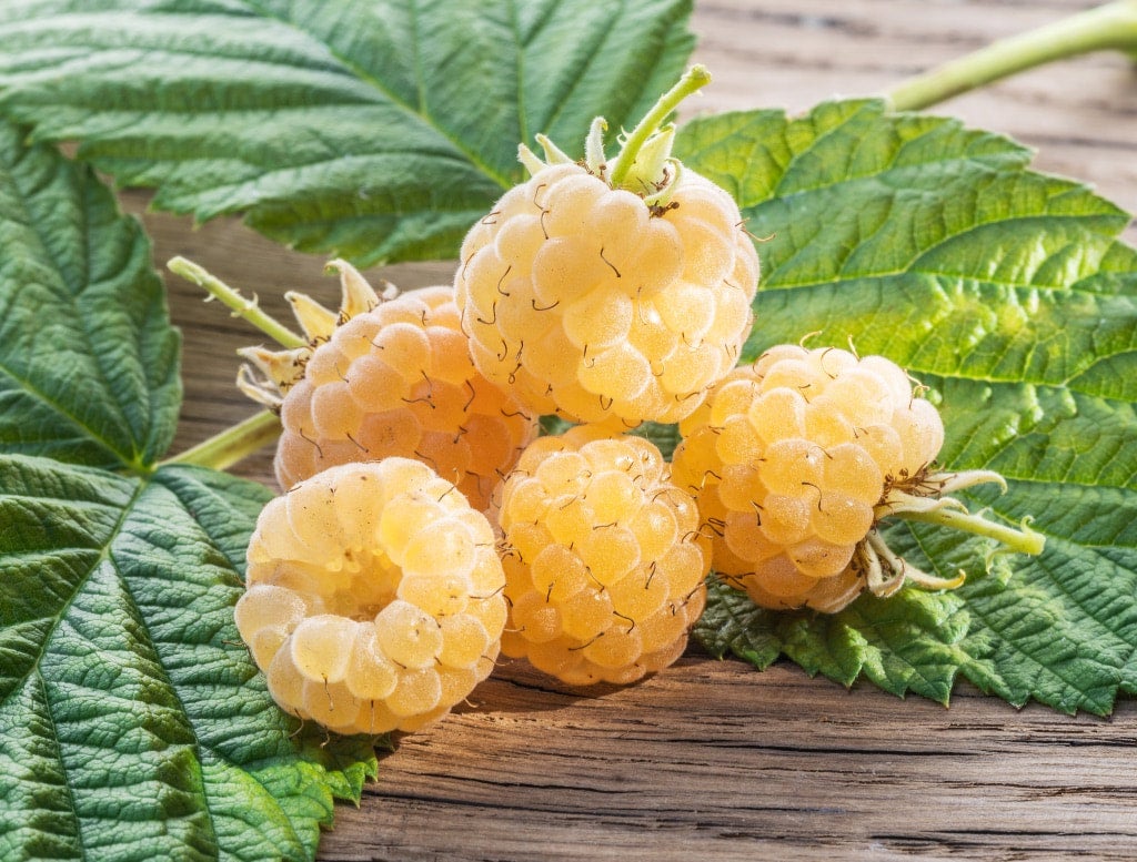 Raspberry: Anne Yellow | Bergeson Nursery, LLC