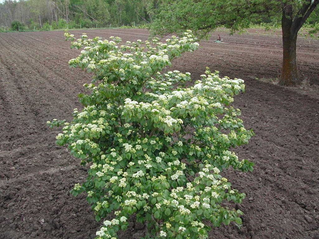 Dogwood, Pagoda Bergeson Nursery