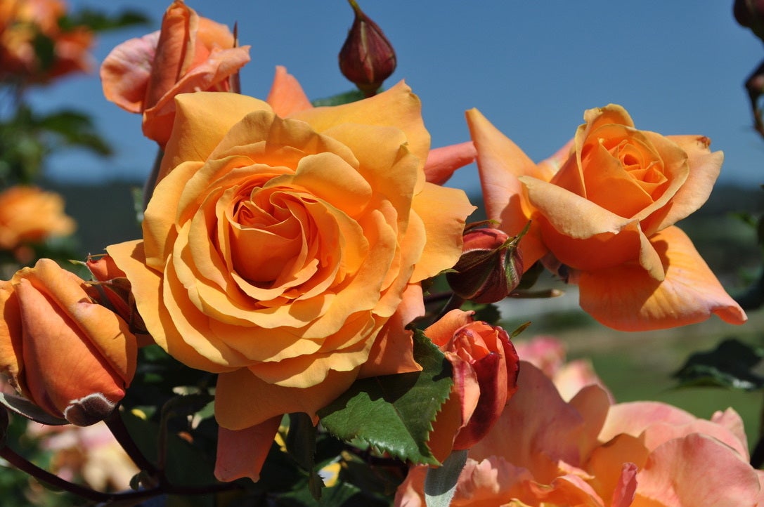 Rose, Tangerine Skies | Bergeson Nursery